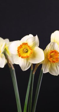 Turuncu merkezli zarif nergisler büyüleyici ağır çekimde siyah bir arkaplan üzerinde zarif bir şekilde salınırlar.