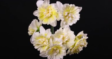 El değmemiş beyaz narsisli çiçek, narin yaprakları ve zarif sapı yumuşak, meditasyon amaçlı yavaş çekimde ortaya çıkarıyor.