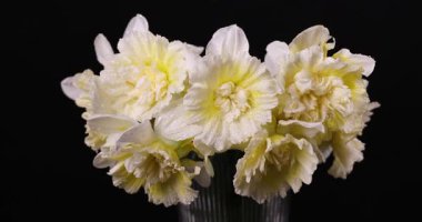 Beyaz ve sarı nergis buketi siyah bir arka planda yavaşça dönüyor, izole edilmiş, çiçek kompozisyonları ya da bahar temaları için mükemmel.