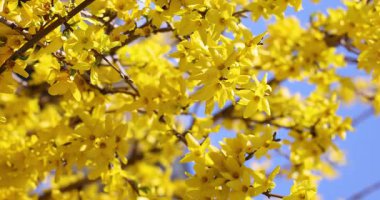 Dallar üzerinde hafifçe açan parlak sarı forsythia çiçekleri, açık mavi gökyüzüne karşı sallanarak büyüleyici yavaş çekim mevsimsel montaj bahar güzelliğini yakalıyor.