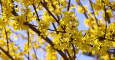 Parlak sarı forsythia çiçekleri yumuşak mavi gökyüzü arkaplanına hafifçe açılıyor, büyüleyici yavaş çekim sekansında narin bahar büyümesini yakalıyor.