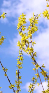 Sarı forsythia çiçekleri dallarda açarken mavi gökyüzünde, beyaz bulutlar yavaşça sallanıyor.