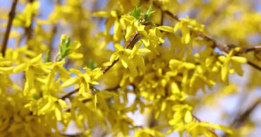 Hz. İsa 'nın çiçekleri, mavi gökyüzüne karşı açarak baharın doğasını kutluyorlar.