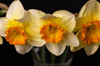 Parlak turuncu koronaları ve taç yapraklarının üzerindeki su damlacıklarıyla üç narsisli çiçeği kapayarak, koyu bir arkaplana karşı canlı ve ferahlatıcı bir görüntü oluştururlar.