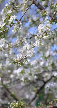 Narin dallara açan narin beyaz kiraz çiçekleri. Yumuşak yapraklar serin bahar anlarında bulanık arka plana hafifçe açılıyor.