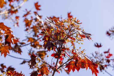 Yeni kırmızı akçaağaç yaprakları ve canlı çiçekler baharda bir ağaç dalında çiçek açıyor, açık mavi gökyüzünün arka planına kuruluyor.