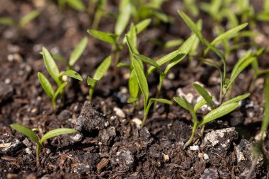 Zengin, bereketli topraktan çıkan narin yeşil filizler, yeni bir yaşam ve doğanın döngüsünde canlı bir büyüme vaad ediyor.