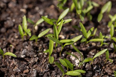 Karanlık, bereketli topraktan çıkan narin yeşil filizler, yeni bir hayat ve büyüme vadediyor.
