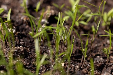 Karanlık, bereketli topraktan çıkan narin filizler, yeni yaşamı ve büyümeyi simgeliyor.