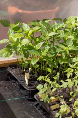 Biber ve domates fidanları bir seranın içinde tohum tepsilerinde yetişiyor, güneş ışığıyla aydınlatılıyor.