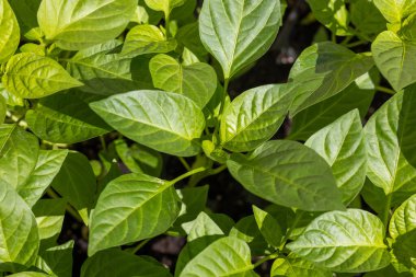 Canlı yeşil biber filizlerine yakın bir bahçe yatağında gelişen, büyümenin ilk aşamalarını yakalayan