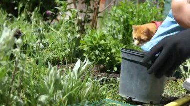 Kızıl kedinin koşum takımı taktığı bahçıvanlık anlarında, güneş ışığında çiçek dikme sürecini izlemek, bahar aktivitelerine kedi gibi ilgi göstermektedir.