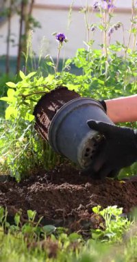 Profesyonel bahçıvan, konteynırlar arasında hassas fideleri dikkatlice taşır, mevsimlik bahçe bakımı sırasında yeşil bitkiyi hassasiyetle taşır.