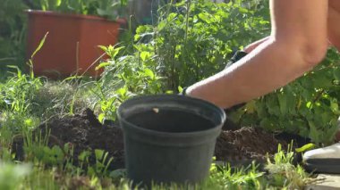 Bahçıvan koruyucu eldiven takıyor güneşli bahar baharı bahçıvanlığı sırasında genç fideleri bahçeye dikkatlice ekiyor.