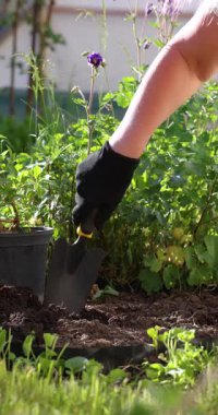 Bahçıvan dikkatli bir şekilde koruyucu eldivenler giyer. Güneş ışığında bahçe yatağına çiçek yerleştirirken mala kullanır. Toprağı özenle ve titizlikle hazırlar.