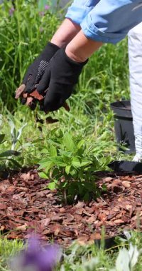 Tecrübeli bahçıvan koruyucu eldivenler giyer dikkatli bir şekilde genç tohumların etrafına kabuk yayar, toprak sağlığını ve bitki gelişimini geliştirir.