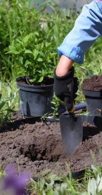 Bahçıvanlık sezonunda bahçıvanlık alanında toprak kazma ve ortanca fidanı dikme konusunda uzman.