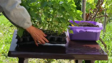 Genç yeşil fidanlar, bahar başında, sürdürülebilir ev bitkisi yetiştirme sürecini gösteren, başlangıç tepsisinden münferit saksılara dikkatlice aktarıldılar.