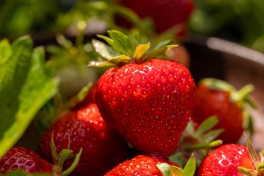 Olgun, kırmızı çilekler güneşin altında parıldıyor, çiftlikten yeni toplanmış, lezzetli zevkler ve sağlıklı atıştırmalıklar için davetkar bir şekilde hazır.