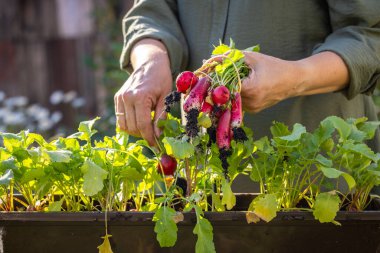 Elleri taze toplanmış turplardan oluşan canlı bir demet tutarken, ilave turplar da yakınlardaki bir bitkinin içinde gelişiyor, ev yapımı güzellikleri sergiliyor.