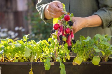 Canlı kırmızı turplar hasat eden bir kadın, Taze meyvelerle dolu serpilen bir ev bahçesinde emeklerinin tadını çıkarıyor.
