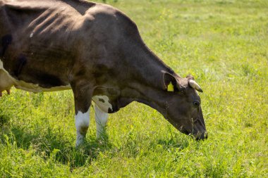 Bereketli yeşil bir alanda taze çimenlerde otlayan sağlıklı inek, cennet gibi çiftlik hayatının sükunetini ve çekiciliğini temsil ediyor.