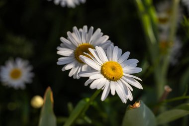 Sarı merkezli iki beyaz papatya yaz çayırlarında yetişiyor. Doğal ışıkla aydınlanıyor.
