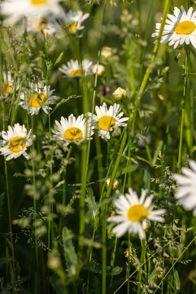Beyaz papatyaların yemyeşil çimenlerin arasında açtığı, sıcak doğal güneş ışığıyla yıkanan, dingin ve canlı bir manzara yaratan beyaz papatyaların yakın görüntüsü.