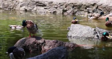 Güzel erkek yaban ördeği tüylerini kabartırken yavaş çekimde bir kayanın üzerinde duruyor.