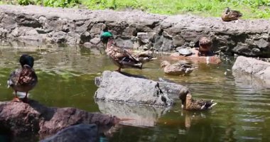 Yavaş çekim vahşi yaşam sahnesi, yaban ördeklerini ve kaplumbağaları yaz boyunca sakin gölet sularında güneşli bir kayanın üzerinde huzur içinde dinlenirken yakalıyor.