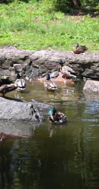 Yavru ördeğin diğer ördekler tarafından çevrelenmiş tüylerini gölette topladığı yavaş çekim videosu.