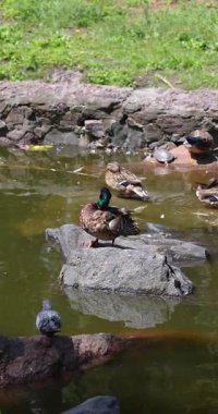 Mallard ördeği titizlikle tüylerini tımar ederken kayalık yüzeyde, su manzarası arka planında, yavaş çekim doğal gölet ortamında karmaşık tüy temizleme davranışlarını yakalar.