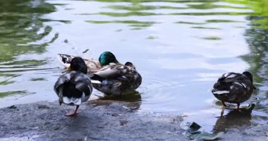Mallard ördekleri kıyı şeridinde otururken tüylerini kabartıyor ve su içiyor. Güneş ışığı ılık mevsimde dalgalanan yüzeyi yansıtıyor.