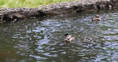 Kara gölet suyunda tüyleri tımar eden Mallard Drake yavaş çekim sırasında doğal banyo davranışlarını vurgulayan dalgalanmalar yaratıyor.