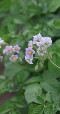Narin mor patates çiçekleri yeşil yapraklar arasında yavaşça sallanarak sakin ve yavaş çekimde karmaşık botanik detaylarını ortaya çıkararak tarımsal güzelliği yakalıyor.