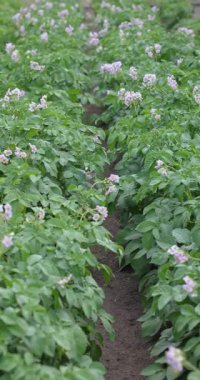 Hassas çiçekleri olan yemyeşil patates bitkileri verimli tarım arazilerinde gelişir, yavaş çekim sekansıyla yakalanır.