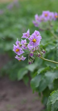 Hafif mor yapraklı narin patates çiçekleri ve sarı merkezler yavaşça saplarında sallanıyor.
