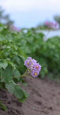 Hafif bir esinti, ağır çekimde narin patates çiçeklerini okşuyor. Patates tarlasının dingin güzelliğini sergiliyor.