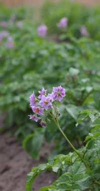 Zarif mor patates çiçekleri canlı yaz mevsiminde yeşillik arka planına karşı zarifçe açılır.