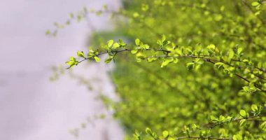 Verdant botanik dalı incelikle hareket ediyor, güneş ışığı küçük yeşil yaprakların arasından süzülüyor, doğal büyüme ve sakin mevsimsel hareketi yakalıyor.
