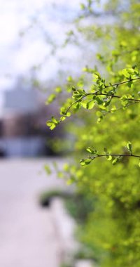 Baharda rüzgarda sallanan yeşil yapraklar huzurlu ve sakin bir atmosfer yaratıyor.