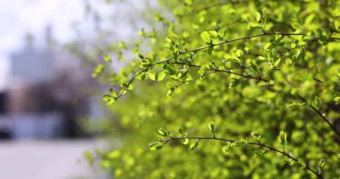 Bereketli yeşil yapraklar yavaş çekimde sallanıyor. Bahar mevsiminde yenilenmenin ve huzurun özünü yakalıyor.
