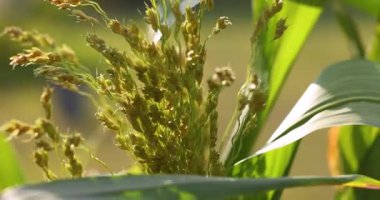 Verdant sorghum başı yavaşça sallanıyor, altın güneş ışığını yakalıyor ve tarımsal manzaranın karmaşık botanik detaylarını ortaya çıkarıyor.