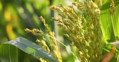 Verdant sorghum başı yavaşça sallanıyor, altın güneş ışığını yakalıyor ve tarımsal manzaranın karmaşık botanik detaylarını ortaya çıkarıyor.