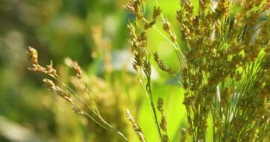 Verdant sorghum başı yavaşça sallanıyor, altın güneş ışığını yakalıyor ve tarımsal manzaranın karmaşık botanik detaylarını ortaya çıkarıyor.