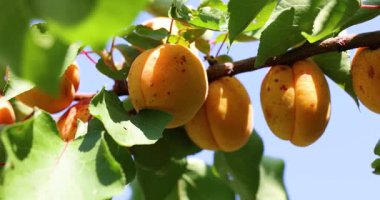 Olgun kayısılar dalda sallanıyor yavaşça esintide sallanıyor, yavaş çekimde yakına çekiliyor.