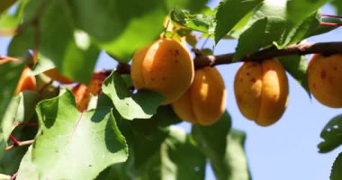 Bir daldan sarkan olgun kayısıların yavaş çekimini kapat, açık mavi gökyüzüne hafifçe sallan.