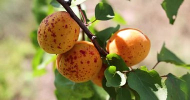 Olgun kayısılar ağaç dalında narin bir şekilde asılı, yumuşak yaz meltemiyle yavaşça hareket ediyor, güneş ışığında doğal tarımsal güzellikler sergiliyor.
