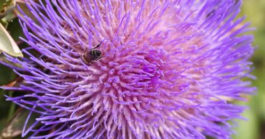 Bal arısı nektar toplarken mor renkli enginar çiçeği yavaş çekim makro detaylarıyla çiçek açar ve doğal yaşam etkileşimini gösterir.