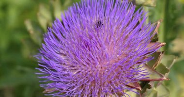 Canlı mor bir enginar çiçeğini dölleyen bir arı yavaş çekimde doğanın hassas dansını sergiliyor.